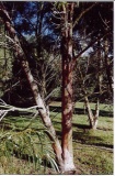 Eucalyptus  approximans trunk - Click to Enlarge