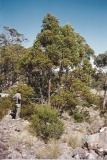 Eucalyptus archerii, north of Great Lake Tas. Australia - Click to Enlarge