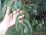 Eucalyptus aromaphloia leaves - Click to Enlarge