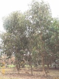 Eucalyptus bicostata - Click to Enlarge