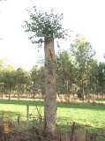 Eucalyptus bridgesiana - Click to Enlarge