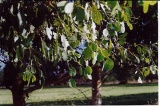 Eucalyptus camphora,  leaf detail - Click to Enlarge