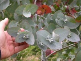 Eucalyptus  cordata buds, Cape Queen Elizabeth provenance - Click to Enlarge