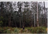 E. cordata, Moogara, Tas, Au. - Click to Enlarge