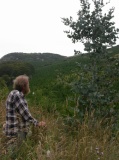 Eucalyptus  cordata, Cape Queen Elizabeth provenance - Click to Enlarge