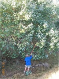 Eucalyptus crenulata - Click to Enlarge
