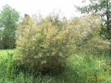 Eucalyptus cunninghamii - Click to Enlarge