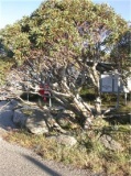 Charlotte Pass - Click to Enlarge