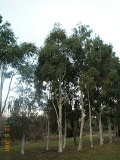 Eucalyptus elliptica - Click to Enlarge
