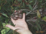 Eucalyptus ficifolia capsules, Oamaru, South Canterbury - Click to Enlarge