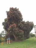 Eucalyptus ficifolia, Oamaru, South Canterbury - Click to Enlarge
