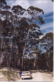 Eucalyptus fraxinoides, Tallangatta State Forest Australia - Click to Enlarge