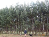 Eucalyptus glaucescens - Click to Enlarge