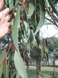 Eucalyptus goniocalyx leaves - Click to Enlarge