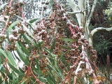 Eucalyptus gregsoniana - Click to Enlarge