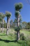 Coppice E. gunnii - Click to Enlarge
