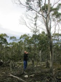 E. gunnii, Snow Hill, Tas, Australia - Click to Enlarge