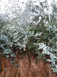 Eucalyptus  gunnii - Click to Enlarge