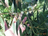 Eucalyptus gunnii flowers - Click to Enlarge