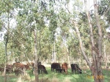 Eucalyptus gunnii - Click to Enlarge
