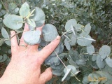 Eucalyptus gunnii - Click to Enlarge
