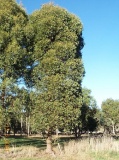 Eucalyptus johnstonii - Click to Enlarge