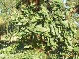 Eucalyptus macarthurii - Click to Enlarge