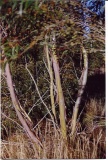 Eucalyptus moorei - trunk detail - Click to Enlarge