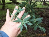 Eucalyptus parvula - Click to Enlarge