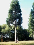 Eucalyptus regnans - Click to Enlarge