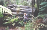 Eucalyptus regnans stump, Mt Hartz Australia - Click to Enlarge