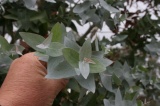 E. risdonii - Click to Enlarge