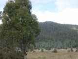 E. rodwayii and E. nitens Ben Nevis, Tas, Australia - Click to Enlarge