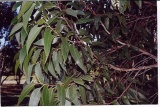 Eucalyptus  youmanii - leaf detail - Click to Enlarge